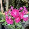 Phlox paniculata Bambini 'Sweet Tart'-1L