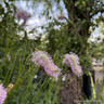 Sanguisorba 'Pink Brushes'