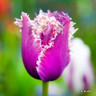 Tulip 'Cummins' (Fringed) - PACK of 10 Premium size bulbs
