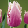 Tulip 'Cummins' (Fringed) - PACK of 10 Premium size bulbs