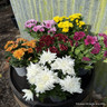 Chrysanthemums -mixed