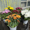 Chrysanthemums -mixed