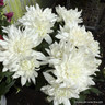Chrysanthemums -mixed