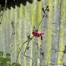 Salvia 'Pinky'