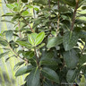 Pittosporum 'Reverend Green'