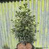 Pittosporum 'Reverend Green'
