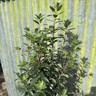 Pittosporum 'Reverend Green'