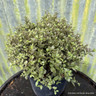 Pittosporum ten. 'Mortagne' 5L