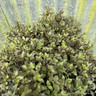 Pittosporum ten. 'Mortagne' 5L