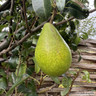 Pear 'Louise Bonne of Jersey' 2yr tree on Quince A rootstock