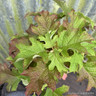 Hydrangea quercifolia 'Jet Stream' 3L