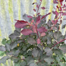 Cotinus 'Dusky maiden'