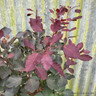 Cotinus 'Dusky maiden'