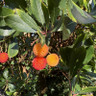 Arbutus unedo 'Walter' 3L