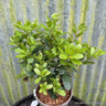 Arbutus unedo 'Walter' 3L