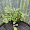 Peucedanum ostruthium 'Daphnis' 2L
