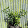 Sarcococca hookeriana 'Dignya' 5L