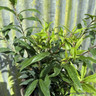 Sarcococca hookeriana 'Dignya' 5L