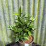 Sarcococca orientalis 2L