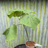 Paulownia kawakamii 3L