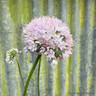 Allium 'Pink planet' 2L