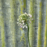 Allium 'Pink planet' 2L