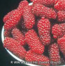 Tayberry 'Medana'
