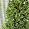 Ilex crenata 'Jenny' 55cm Pyramid