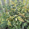 Nandina 'Twilight'