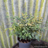 Nandina 'Twilight'