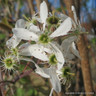 Amelanchier lamarkii 150-175cm (Multi-stem)