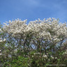 Amelanchier lamarkii 150-175cm (Multi-stem)