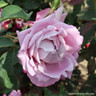 Waltz Time (Hybrid Tea) Standard rose