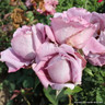 Waltz Time (Hybrid Tea) Standard rose