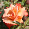 Remember Me (Hybrid Tea) Standard rose