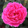 Othello - Shrub Rose (David Austin variety)