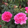 Othello - Shrub Rose (David Austin variety)