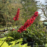 Bistorta amplexicaulis 'Bloody Mary' 5L