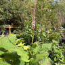 Bistorta amplexicaulis 'Rosea' 5L