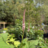 Bistorta amplexicaulis 'Rosea' 5L