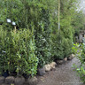 Prunus laur. 'Elly' 200-225cm rootball