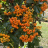 Pyracantha 'Saphyr Orange'