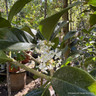 Osmanthus x forunei - smart 20L