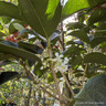 Osmanthus x forunei - smart 20L