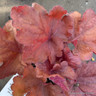 Heuchera Fire Alarm-1L
