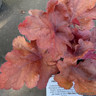 Heuchera Fire Alarm-1L