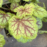 Heuchera 'Eternal Flame'-1L