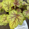 Heuchera 'Eternal Flame'-1L