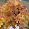 Heuchera 'Orangeberry' - 1ltr pot