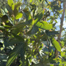 Liquidambar styraciflua 200/250cm (36L)
